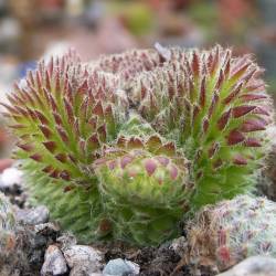 Sempervivum - Dachwurz - Hauswurz